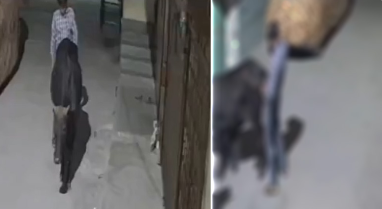 Youth rapes cow, two arrested after video goes viral